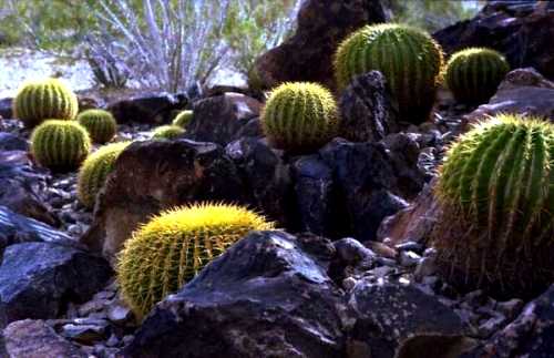 砂漠植物園 フェニックス、アリゾナ