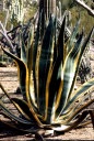 砂漠植物園 フェニックス、アリゾナ