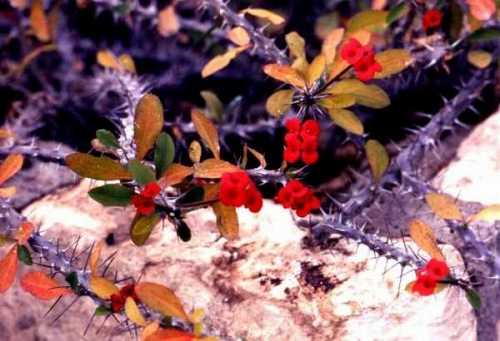 砂漠植物園 フェニックス、アリゾナ