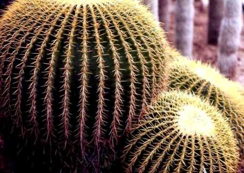 砂漠植物園 フェニックス アリゾナ