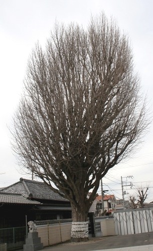 大イチョウ 子守神社 幕張町１丁目 花見川区 千葉市 千葉県