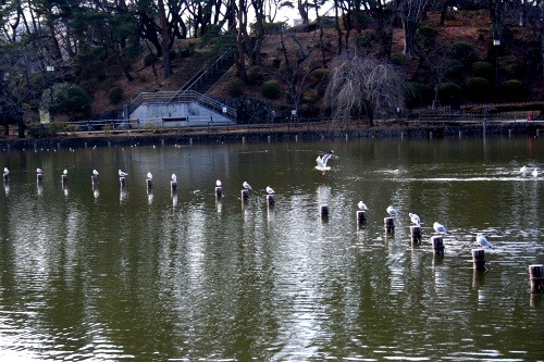 綿打池（千葉公園） 椿森１丁目 中央区 千葉市 千葉県
