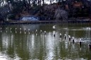 綿打池（千葉公園） 椿森１丁目 中央区 千葉市 千葉県