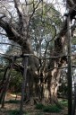 夫婦銀杏（飯香岡八幡宮） 八幡 市原市 千葉県