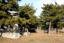 見染の松 富士見３丁目 木更津市 千葉県