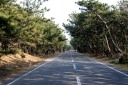 富津公園保安林 富津 富津市 千葉県
