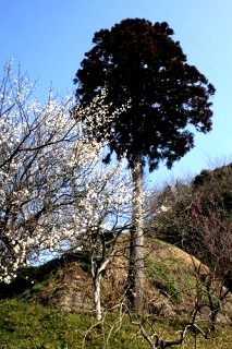 佐貫城址入口・一本杉 佐貫 富津市 千葉県