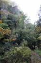明神岩 葡萄 村上市 新潟県