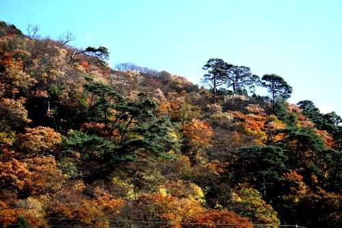 小黒ヶ崎 境松 鳴子温泉 大崎市 宮城県