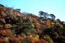 小黒ヶ崎 境松 鳴子温泉 大崎市 宮城県