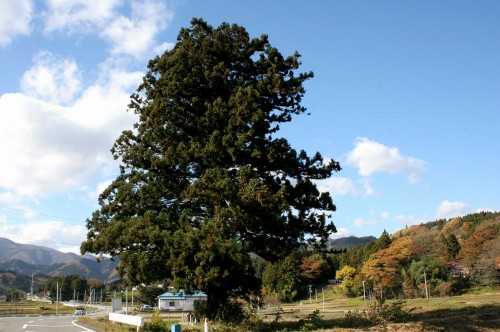 大樹の風景 町西 鳴子温泉 大崎市 宮城県