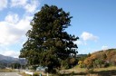 大樹の風景 町西 鳴子温泉 大崎市 宮城県
