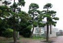 小奈木川五本まつ 広重 「江戸名所百景」 小名木川橋北東詰め