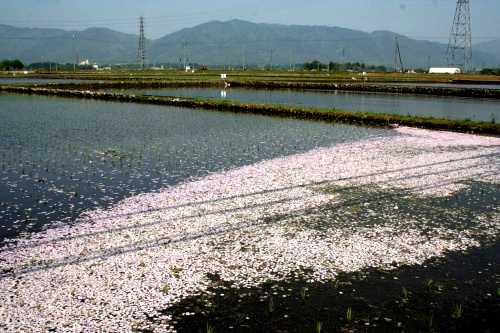 桜 林田町 東近江市
