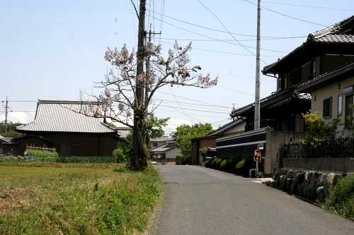 桐、専照寺 中野町 四日市市 三重県