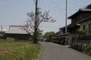 桐、専照寺 中野町 四日市市 三重県