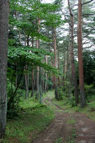千本松長根 黒松 上真山 岩出山 大崎市 宮城県
