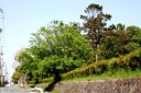 一本松（かぶと塚公園） 見付 磐田市 静岡県