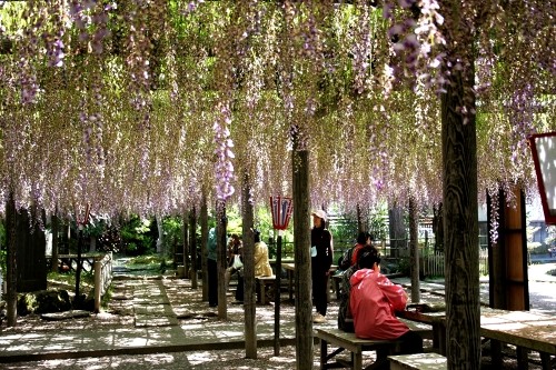 熊野の長ふじ 行興寺 池田 磐田市 静岡県