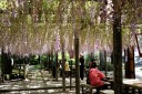 熊野の長ふじ 行興寺 池田 磐田市 静岡県