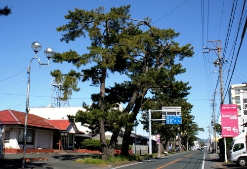 姫街道松並木 葵東3丁目 浜松市中区 静岡県