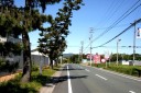 松並木終わり 大山町 浜松市西区 静岡県