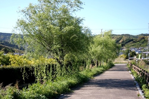 吾跡川楊 細江町気賀 浜松市北区 静岡県