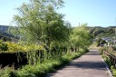 吾跡川楊 細江町気賀 浜松市北区 静岡県
