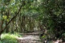 本坂峠越・椿原生林 三ヶ日町本坂 浜松市北区 静岡県