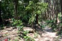 本坂峠越・嵩山一里塚 嵩山町 豊橋市 愛知県