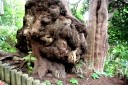 乳房檜 福島 福島町 松前郡 北海道