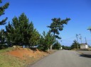 北国街道米沢三里旧道・松並木 青海川 柏崎市 新潟県