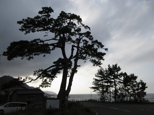 海道の松 市振 糸魚川市 新潟県