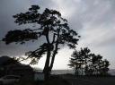 海道の松 市振 糸魚川市 新潟県