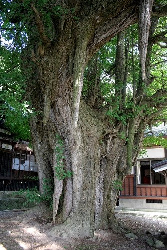 乳イチョウ 白山 三ヶ沢 庄内町 東田川郡 山形県