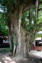 乳イチョウ 白山 三ヶ沢 庄内町 東田川郡 山形県