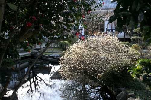 欣浄寺 (ごんじょうじ) 深草墨染町 伏見区 京都市