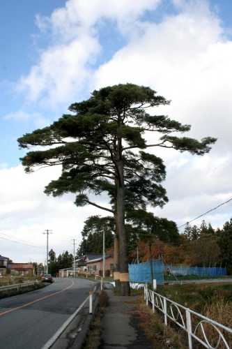 明治松 花泉町 一関市