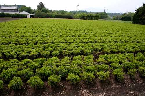 つつじ畑 高野尾町 芸濃町 津市 三重県