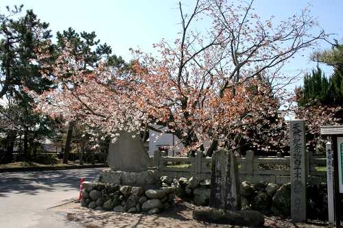 不断桜 子安観音寺 寺家３丁目 鈴鹿市 三重県
