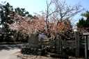 不断桜 子安観音寺 寺家３丁目 鈴鹿市 三重県