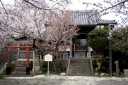 さる稚児桜 成就寺 垂水 津市 三重県