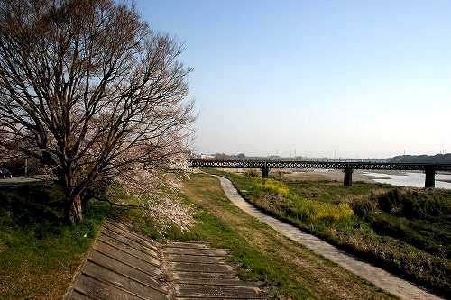 桜の渡し 宮川２丁目 伊勢市 三重県