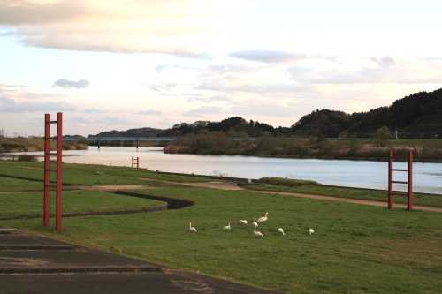 鳴瀬川 根古 東松島市