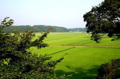 細浦田圃 村松 東海村 那珂郡