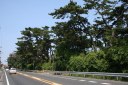 松並木 北茨城消防署本部付近 中郷町下桜井 北茨城市