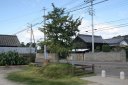 石名坂の榎 石名坂町1丁目 日立市