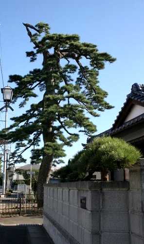 北宿並木一本松 本町４丁目５番地 高萩市