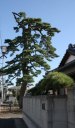 北宿並木一本松 本町４丁目５番地 高萩市