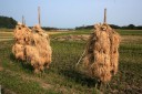折木川・高萩橋より太平洋方面 高萩 広野町 双葉郡